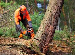 How Our Tree Care Process Works  in  Niceville, FL