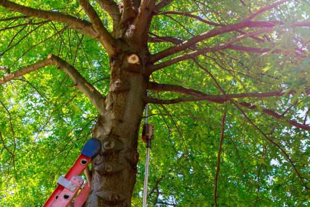 Professional Tree Services in Niceville, FL